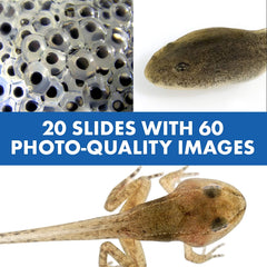 Educational Insights GeoSafari Jr. Talking Microscope Featuring Bindi Irwin Toys & Games Educational Insights