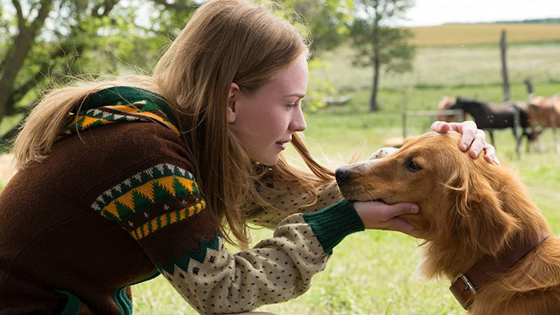 A Dog's Purpose [DVD] DVDs & Blu-Rays Universal   