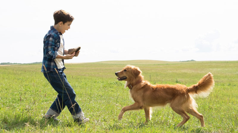 A Dog's Purpose [DVD] DVDs & Blu-Rays Universal   