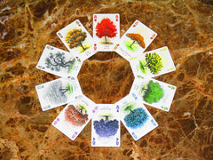 Arboretum Card Game Renegade Games   