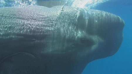 Dolphins and Whales 3D: Tribes of the Ocean [3D + 2D Blu-ray] DVDs & Blu-Rays Universal Pictures   