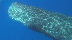 Dolphins and Whales 3D: Tribes of the Ocean [3D + 2D Blu-ray] DVDs & Blu-Rays Universal Pictures   
