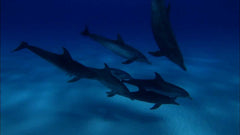Dolphins and Whales 3D: Tribes of the Ocean [3D + 2D Blu-ray] DVDs & Blu-Rays Universal Pictures   