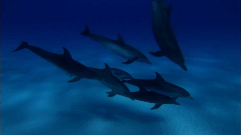 Dolphins and Whales 3D: Tribes of the Ocean [3D + 2D Blu-ray] DVDs & Blu-Rays Universal Pictures   