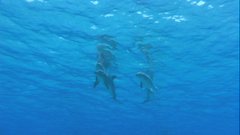 Dolphins and Whales 3D: Tribes of the Ocean [3D + 2D Blu-ray] DVDs & Blu-Rays Universal Pictures   