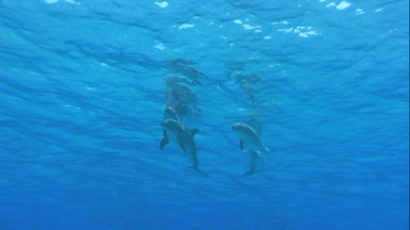 Dolphins and Whales 3D: Tribes of the Ocean [3D + 2D Blu-ray] DVDs & Blu-Rays Universal Pictures   