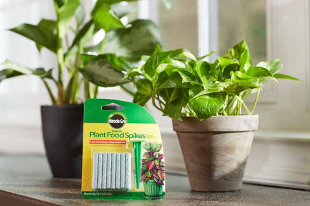 Miracle-Gro Indoor Dry Plant Food Fertilizer Spikes - 24 Pack - 31g / 1.1 Oz [House & Home] House & Home Miracle-Gro   