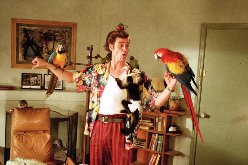 Ace Ventura: Pet Detective & When Nature Calls [Blu-Ray 2-Movie Collection] DVDs & Blu-Rays Warner Bros.   