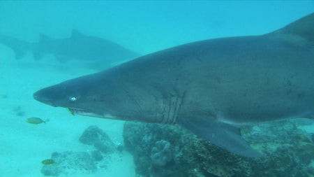 Sharks 3D [3D + 2D Blu-ray] DVDs & Blu-Rays Universal Studios   