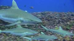 Sharks 3D [3D + 2D Blu-ray] DVDs & Blu-Rays Universal Studios   